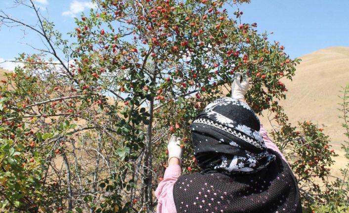 Dağların kırmızı hazinesi kuşburnu için hasat zamanı