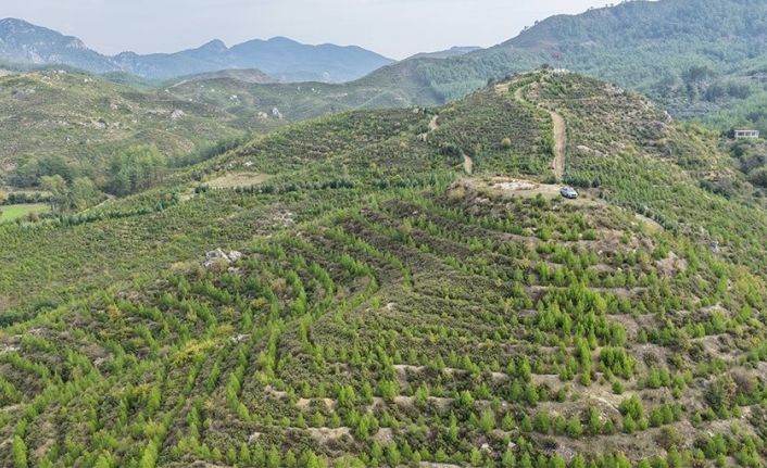 Dalaman’da 6 yıl önce dikilen fidanlar ormana dönüştü