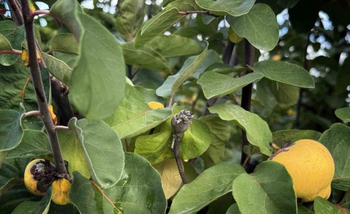 Dalların altın sarısını don vurdu: 10 dönüm tarladan 2 kasa ayva çıktı