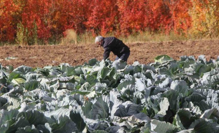 Deden toruna kalan ata tohumundan üretilen lahanaların hasadı başladı