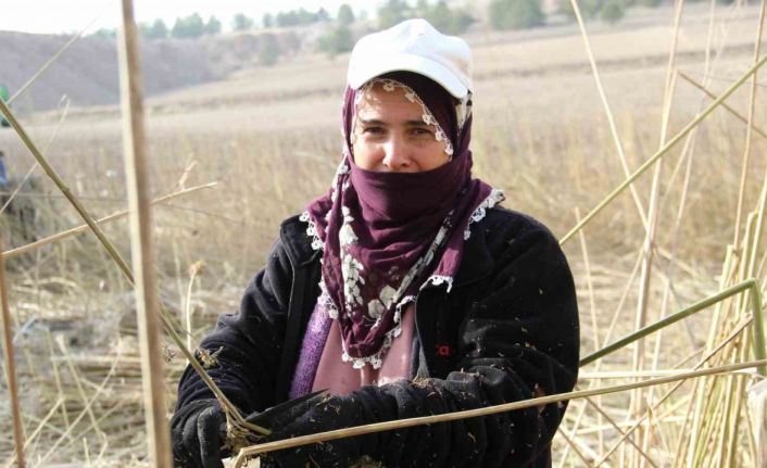 Deneme amaçlı ekilen kenevirde ilk hasat yapıldı: Çiftçiler için önemli bir gelir kapısı olabilir