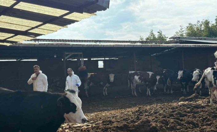 Denizli’de şap hastalığına karşı tedbirler arttırıldı