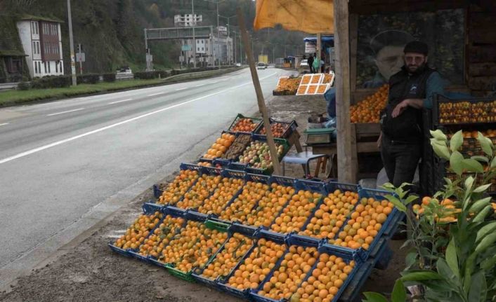 Derepazarı mandalinasında hasat başladı