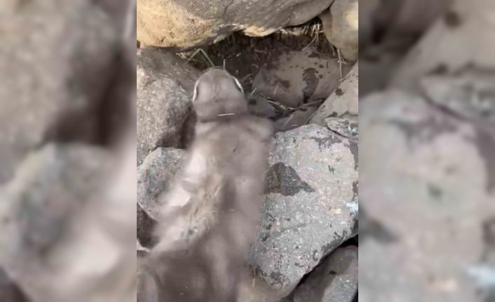 Diyarbakır’da bitkin halde bulunan gelincik, vatandaşlar tarafından görüntülendi