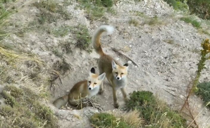 Doğanın sevimli yüzü: Tilki ailesi havadan görüntülendi