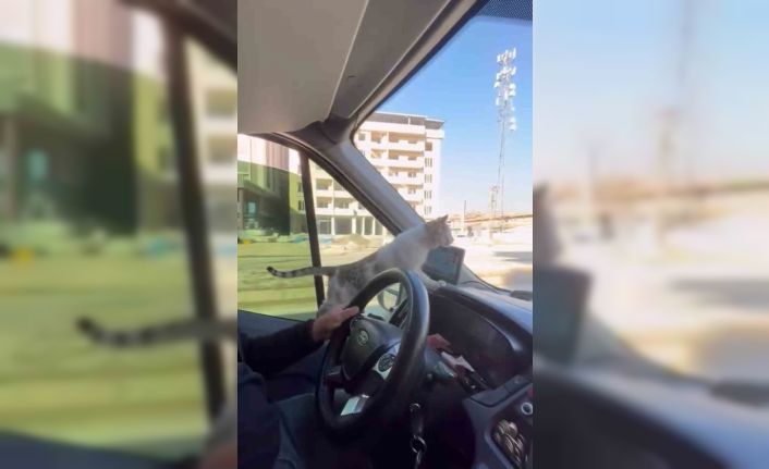 Donmak üzere olan kediyi aracına aldı: Şoförün duyarlı hareketi yolcuların takdirini topladı