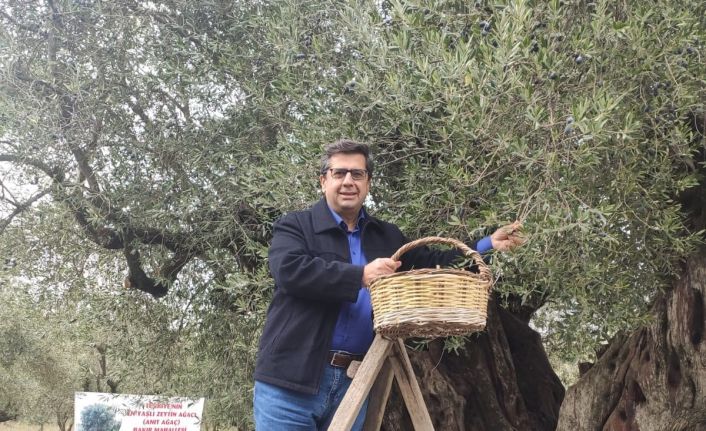 Dünya zeytin ağacı günü Manisa’da buruk geçti