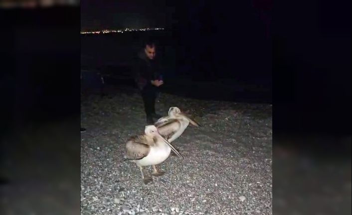 Dünyaca ünlü sahilde pelikan şaşkınlığı