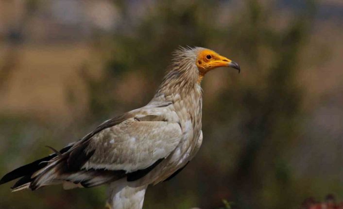 Dünyada sadece 3 yerde görülen doğa olayı: Akbabaların yiyecek döngüsü