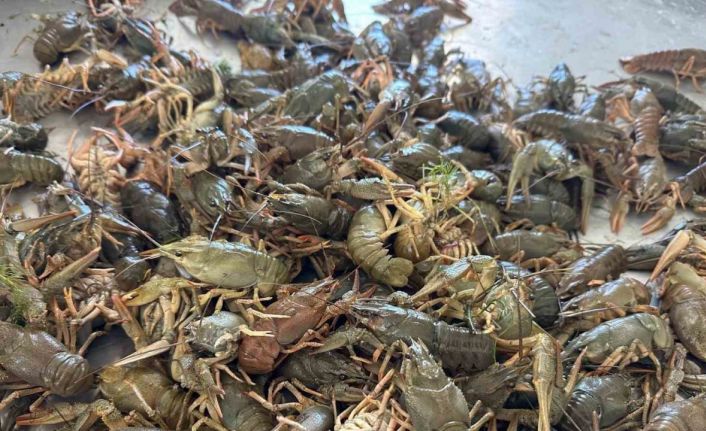 Eğirdir Gölü’nde Kerevit av yasağı başladı