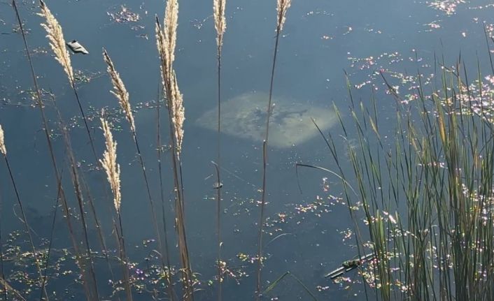 Ehliyetsiz sürücü araçla gölete düştü