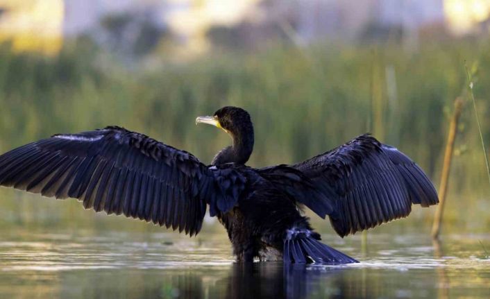Ekşisu Sazlığı, 149 kuş türüne ev sahipliği yapıyor