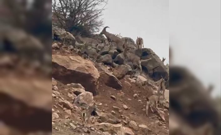 Elazığ’da dağ keçileri sürü halinde görüntülendi
