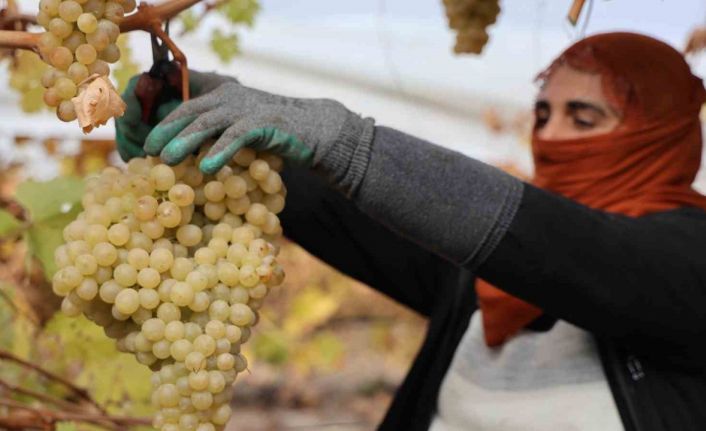 Elazığ’da donun vurduğu üzümde rekolte yüzde 80 düştü