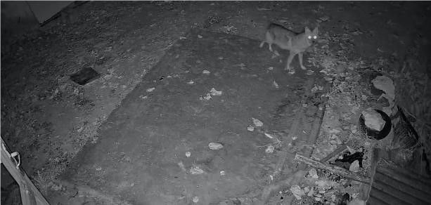 Elazığ’da evin etrafında yiyecek arayan çakal kamerada