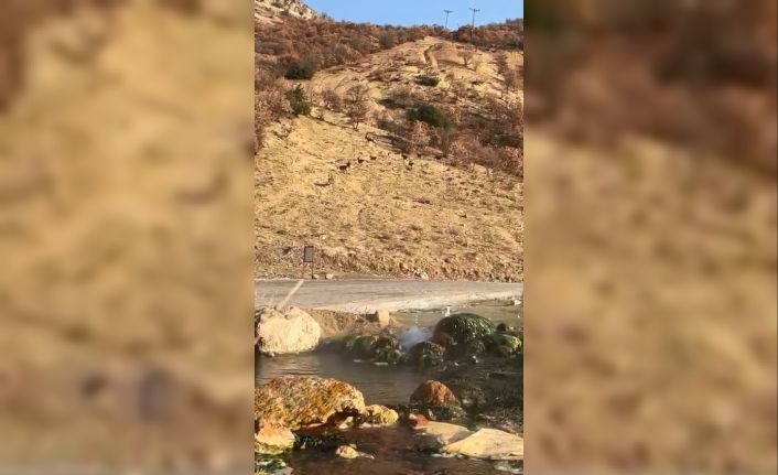 Elazığ’da nesli tükenme tehdidi altında olan dağ keçileri görüldü