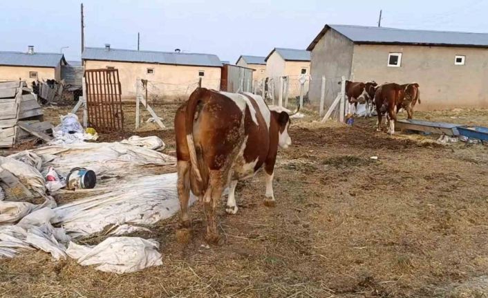 Elazığ’da şap hastalığı ve ölümler üreticiyi zorluyor