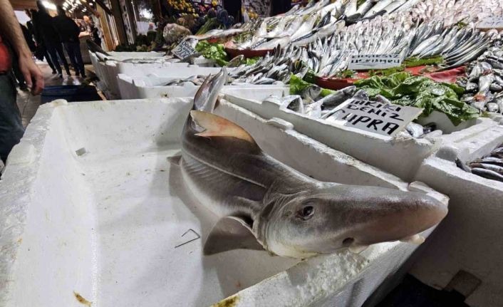 Elazığ’da satışa çıkarılan köpek balığı ilgi odağı oldu