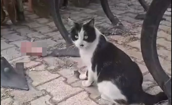 Elazığ’da yakaladığı fareyle oynayan kedi kamerada