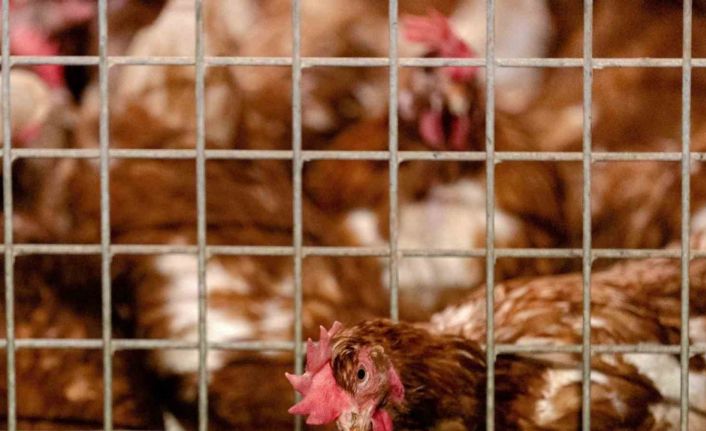 Erzincan’da kuş gribi önlemleri sıkılaştırıldı