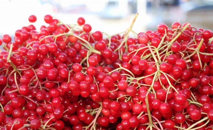 Erzincan’da şifa deposu gilaburuya yoğun ilgi