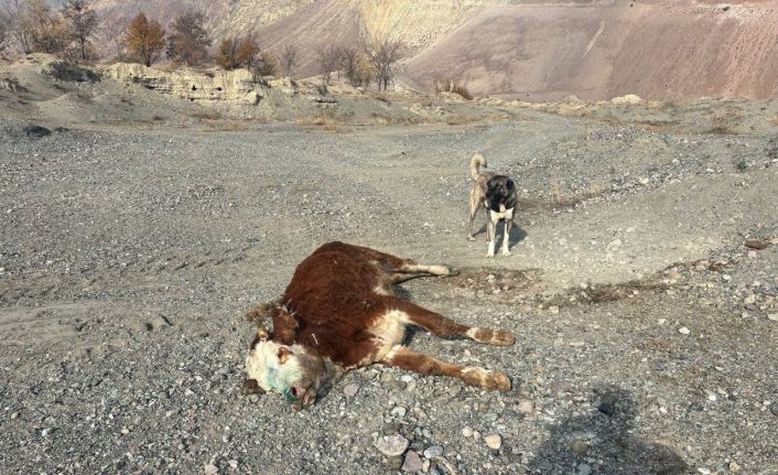 Erzincan’da tehlikeli sorumsuzluk: Şaplı hayvanlar meraya atıldı