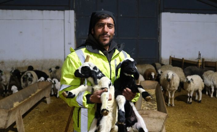 Erzincan’da yılın ilk kuzuları doğdu: Üreticilerin umudu tazelendi