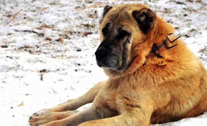 Erzurum’da bir kayıp hikâyesi