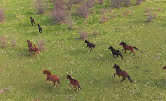 Eskişehir’deki yılkı atların özgür halleri havadan görüntülendi