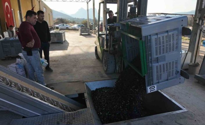 Eskişehir’in Akdeniz’inde zeytinyağının soğuk sıkım yolculuğu