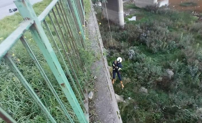 Filyos Çayı’na düşen yavru kedi kurtarıldı