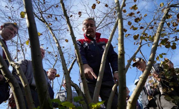 Fındıkta çok dal, çok fındık anlamına gelmiyor