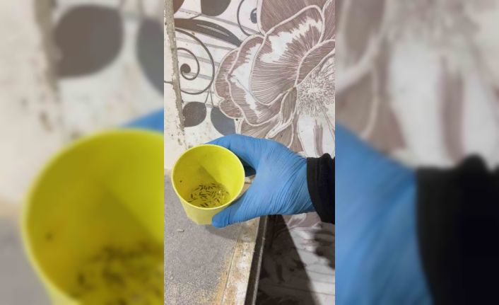 Fırın denetiminde mide bulandıran görüntüler, zabıta böcek çeşitlerini saymakla bitiremedi