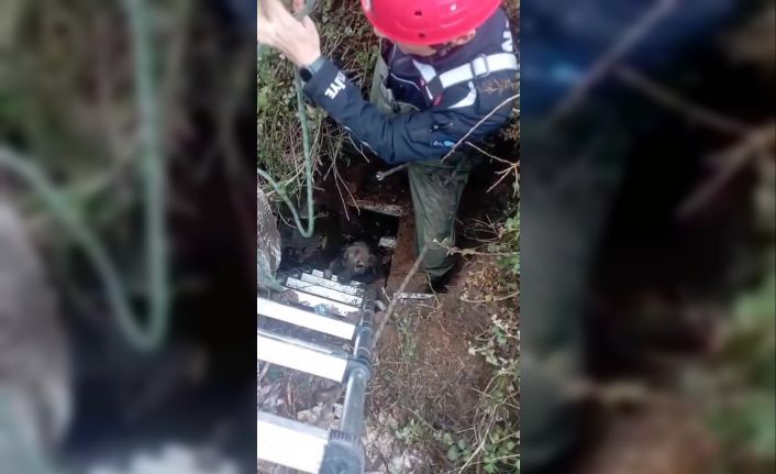 Foseptik çukuruna düşen köpeği itfaiye kurtardı