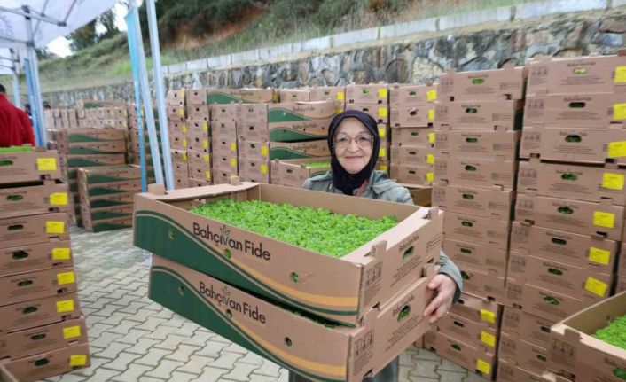 Gebzeli çiftçiye 500 bin sebze fidesi