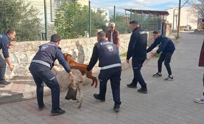 Germencik’te başıboş keçiler toplandı