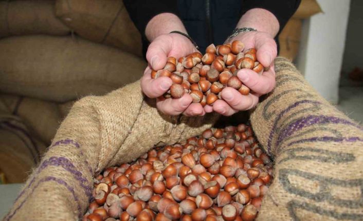 Giresun’da fındık fiyatları tekrar yükselişe geçti