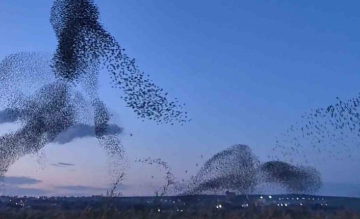 Gökyüzünde terapi etkisi: Sığırcıklardan muhteşem dans