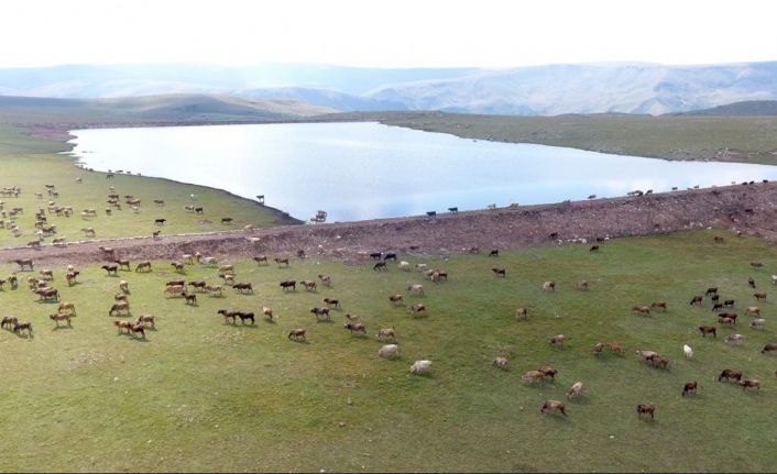 Gölet yapımında Türkiye’ye örnek olan şehir: Erzurum