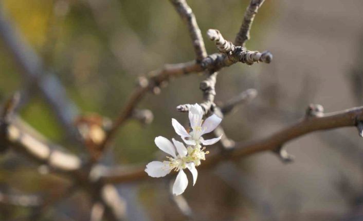 Gümüşhane’de Kasım ayında çiçek açan elma ağacı şaşırttı