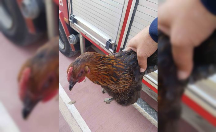 Harşit Çayı’na düşen tavuğu itfaiye kurtardı