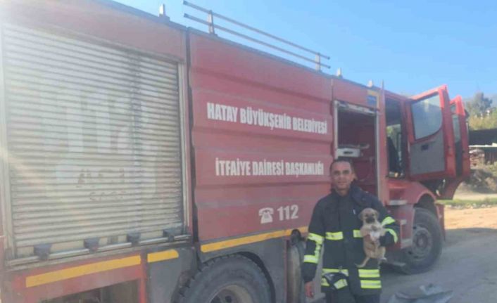 Hatay’da 6 metrelik çukurda mahsur kalan yavru köpeği itfaiye kurtardı