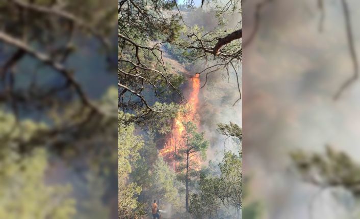 Hatay’da orman yangını