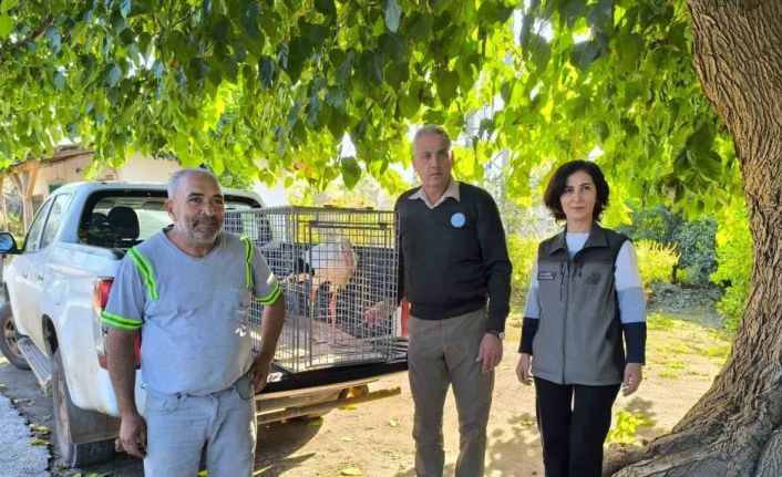 Hatay’da yaralı leylek tedavi altına alındı