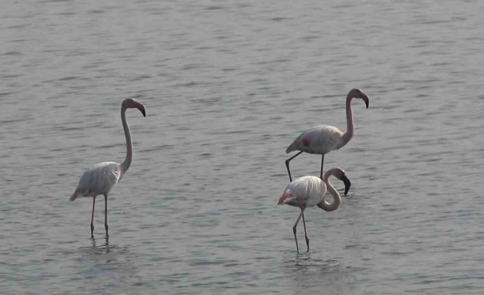 Hersek Lagünü’nde flamingo popülasyonu artıyor