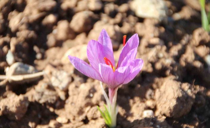 Honaz Belediyesi Yerel Tohum Merkezi’nde safran soğanları filizlenmeye başladı