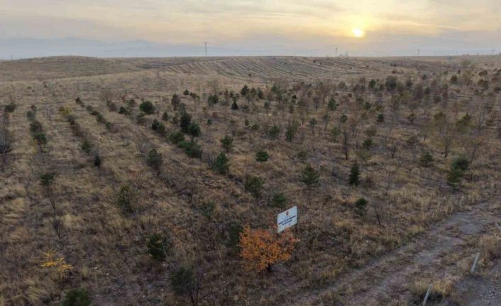 Iğdır’da fidanlar toprakla buluştu