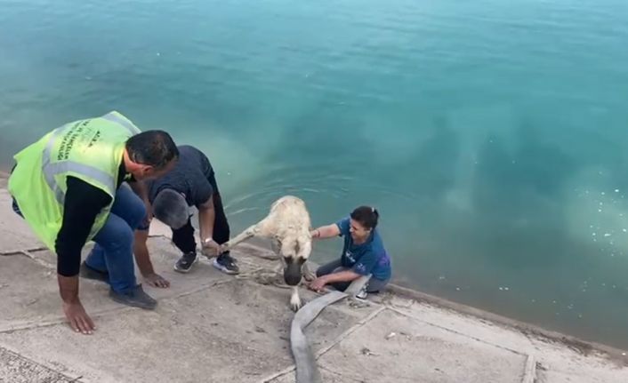 İki çocuklu kahraman anne Fırat’a düşen kangalı böyle kurtardı