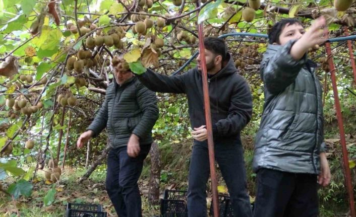 İran’dan gelen kivi fiyatları ucuzlatıyor