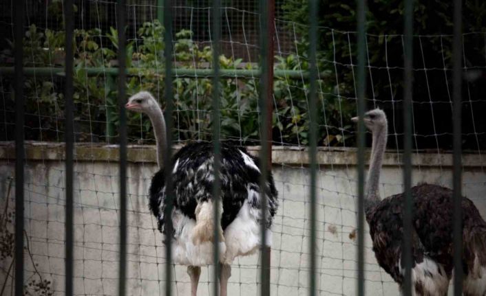 İspanya’da kuş gribi alarmı: Yüksek riskli bölgelerde kümes hayvanları kapalı tutulacak